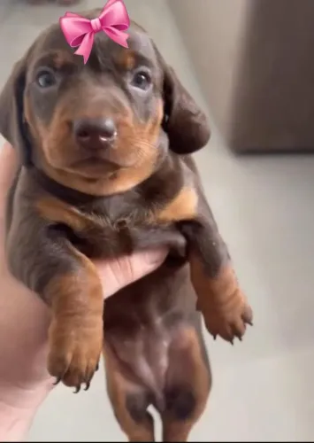 Fêmeas Dachshund Teckel Cofap Salsichinha 