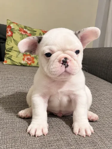 Buldogue francês filhote