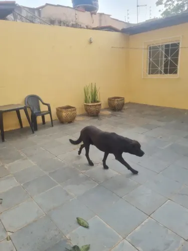 Doação Cachorro Motivo: Mudança de Estado