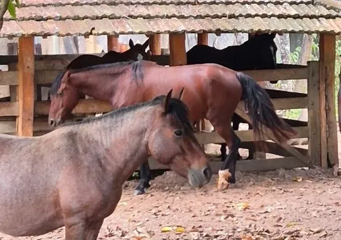 Cavalo Mangalarga Manso 