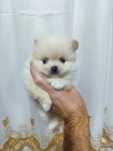 Lindas Fêmeas de Spitz alemão anão