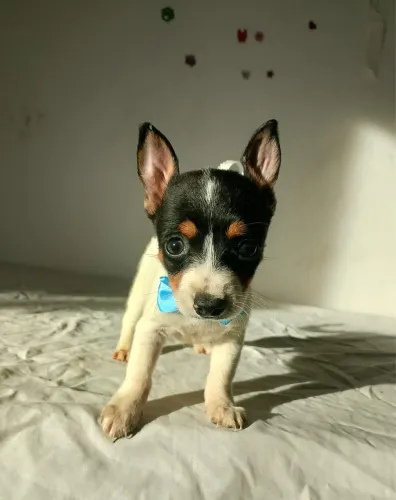 Pinscher com 68 dias vacinado e vermifugado