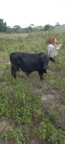 Mine boi