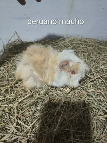 Porquinhos da índia peruanos.