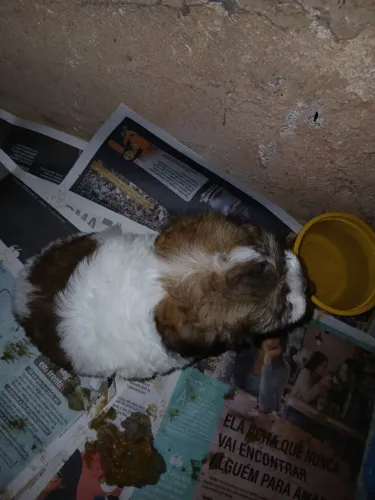 Vendo filhote de pooble 2