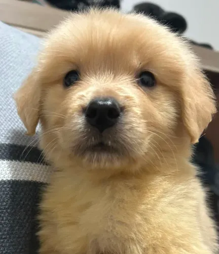 Vendo filhote de Golden Retriever 