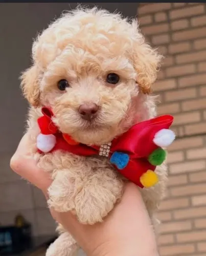 Poodle micro toy
