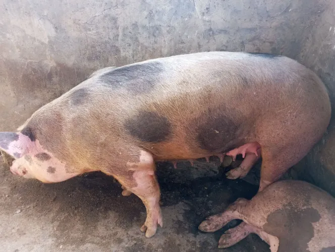 Porca