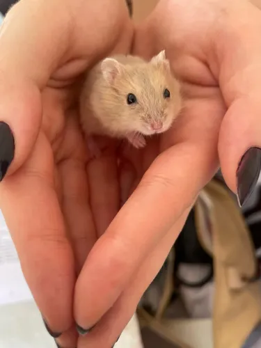 Filhote Hamster Anão Russo