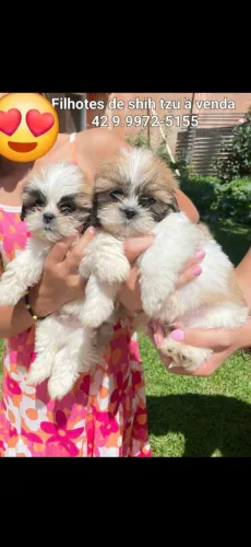 Ultimo filhote de shih tzu disponível