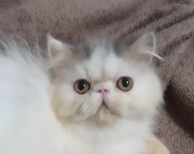 Gato persa/exótico IMPERDÍVEL 