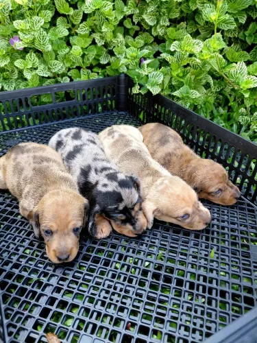 Vende-se filhotes de Dachshund