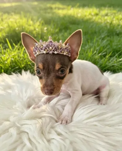 Pinscher de qualidade fêmea charmosa