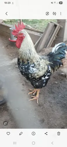 Galo gsb sertanejo balão 