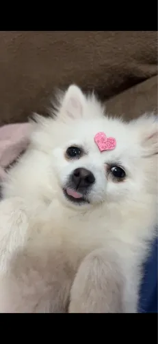 lulu da pomerânia 