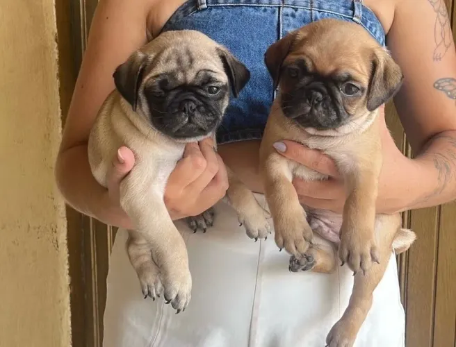 Pug