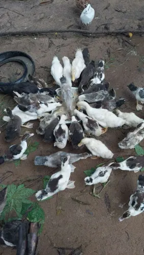 Patos e marrecos diversos 