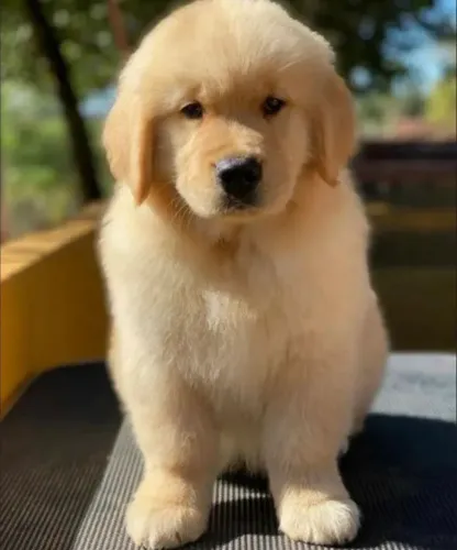 Filhotes de Golden Retriever Disponíveis