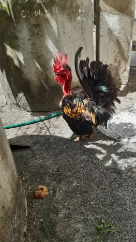 Animais agropecuária 