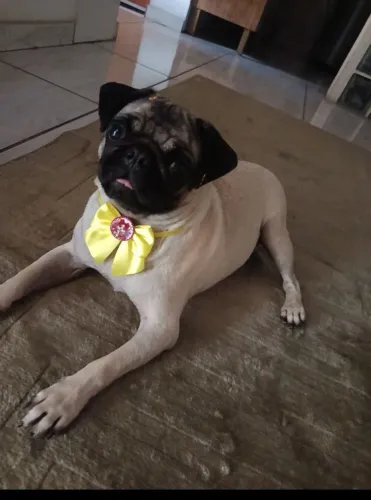 Fêmea de Pug