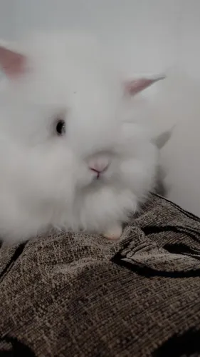 Coelho Teddy