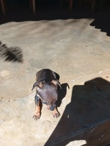 Pincher 1 rabinho cortado vacinado, mãezinha bonita,pai bonito,1 mês e 8 dias