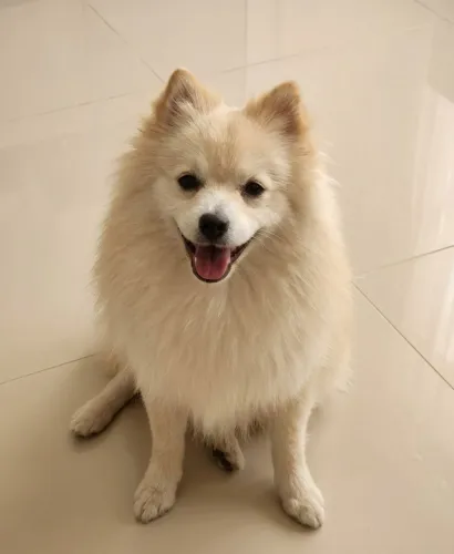 Spitz alemão para cruza