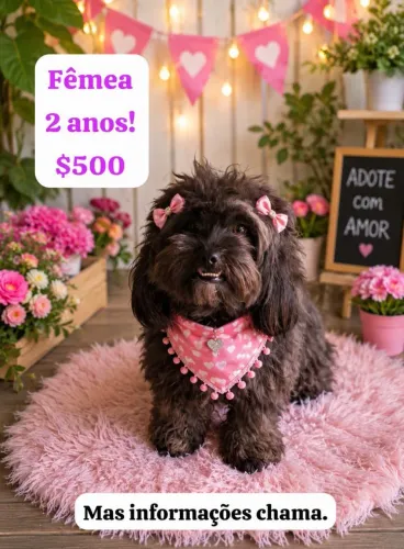 Cachorro shiatsu fêmea 2 anos dócil
