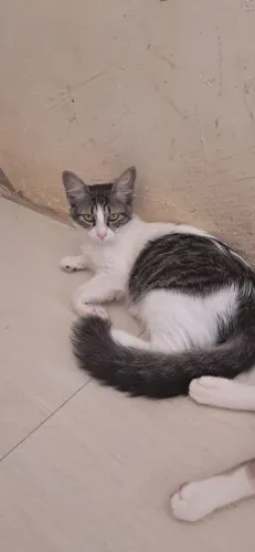 Adoção de gatos: todos resgatados, agora procuram um lar e têm amor para compartilhar