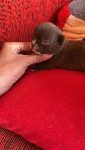 Chihuauha machos 