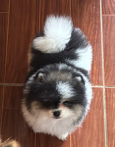 Spitz alemão - com pedigree