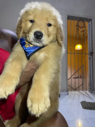 Golden Retriever Lindos Filhotes 