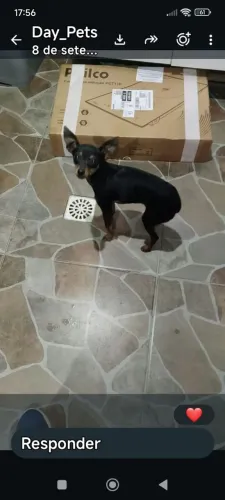 Pinscher fêmea 