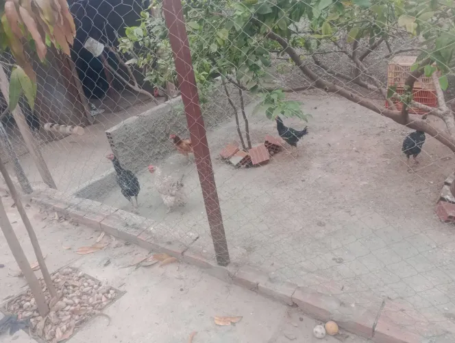 Vendo galinha caipira 