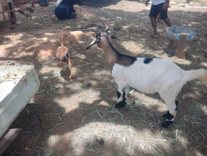 Cabra a venda