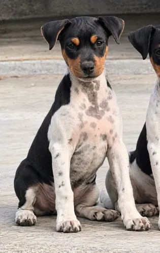 Fox Paulistinha (Terrier Brasileiro)