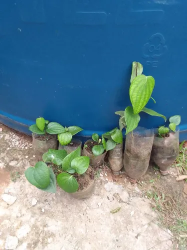 Mudas de Pimenta