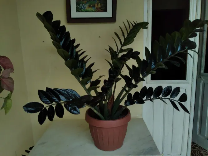 Plantas zamioculca Black 