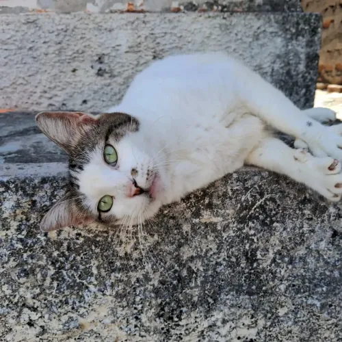 Mia Gata para adoção 