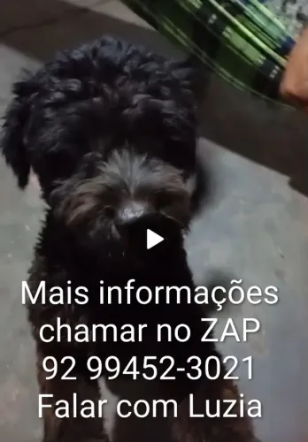 Cãozinho precisando urgente ser adotado