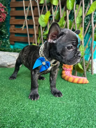 Fêmeas  Bulldog Francês ( Pocket )