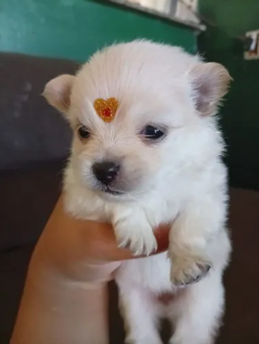 Lulu da Pomerânia / sptiz alemão