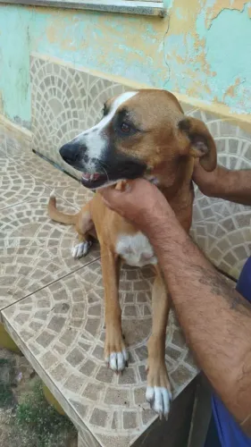 Cachorra para adoção <br>Katherine<br>Jackson em casas, carinhosa, protege a casa