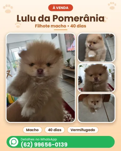 Filhote de Lulu da Pomerânia Macho 