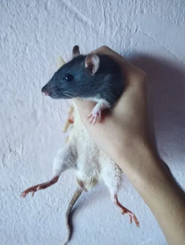 Rato Twister