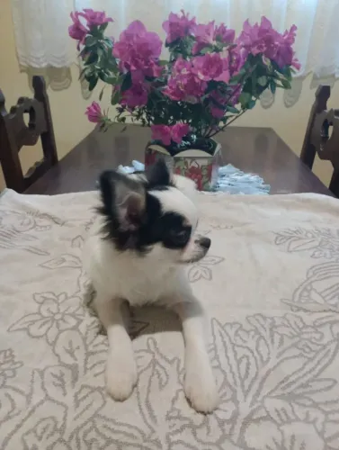 Vendo chiuahua 1 anos e 2 meses 
