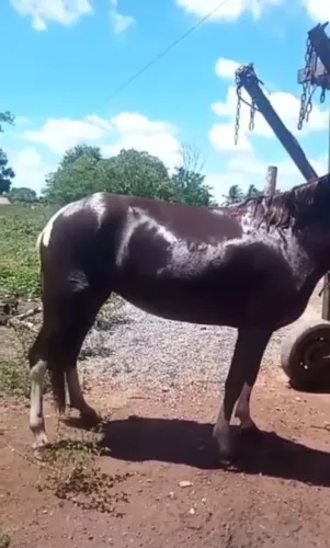 Vendo égua mangalarga andando bem macha picada