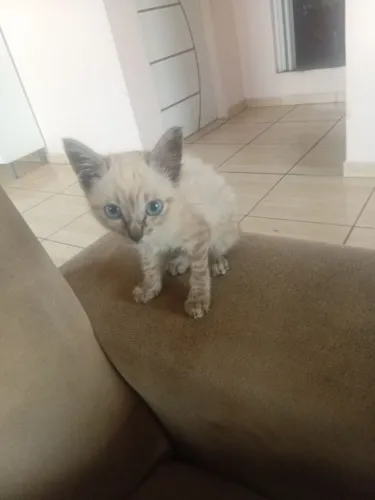 Doação de gato fêmea 