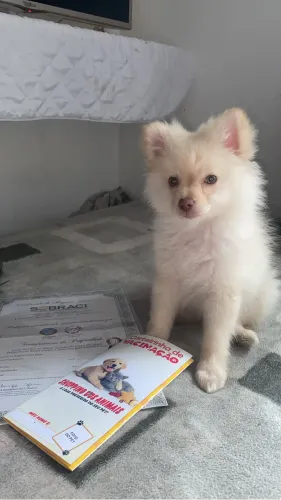 Lulu da pomerania com pedigree vacinado