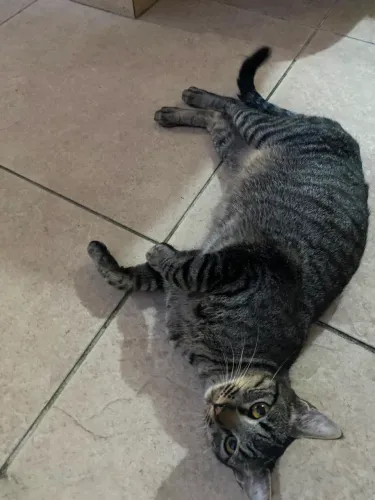 Gatinha tigresa ainda bebezinha, menos de 1 ano